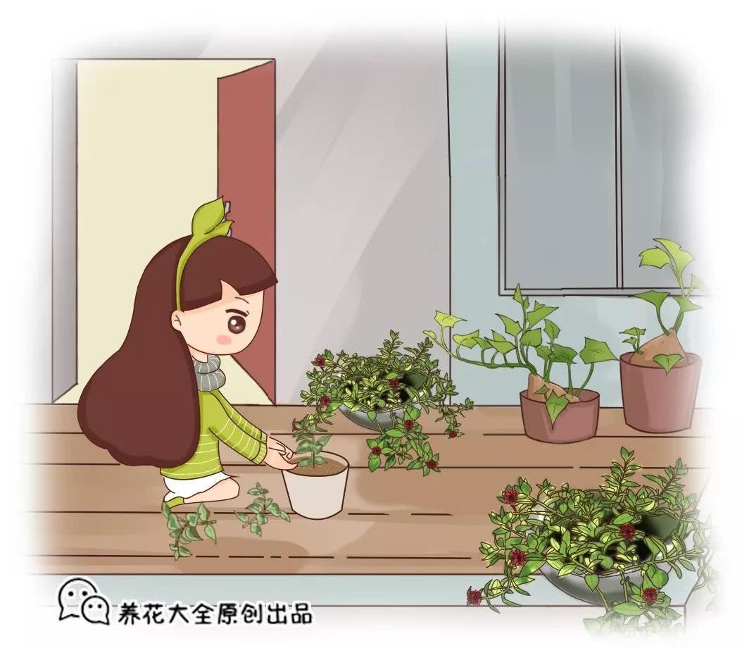 巴掌大的阳台 种这2种菜 15天就能吃一茬