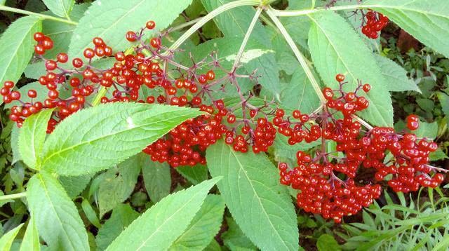 此草被严重低估 它外号接骨草 治跌打损伤效果无双