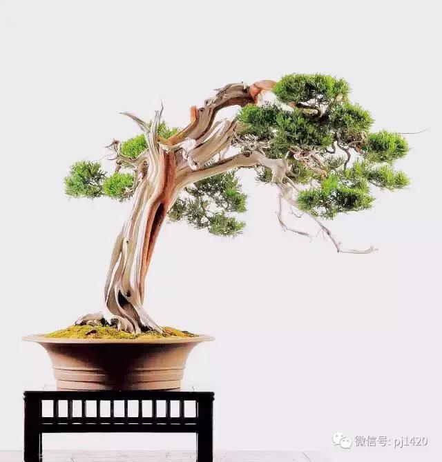 做盆景 这六种树一定不能少