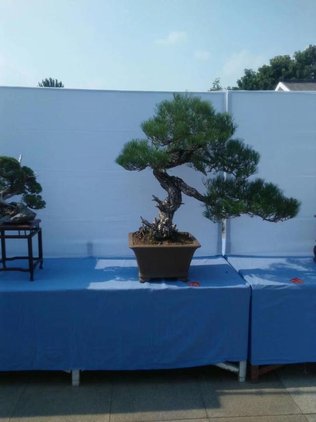 盆景展览会上的精美作品