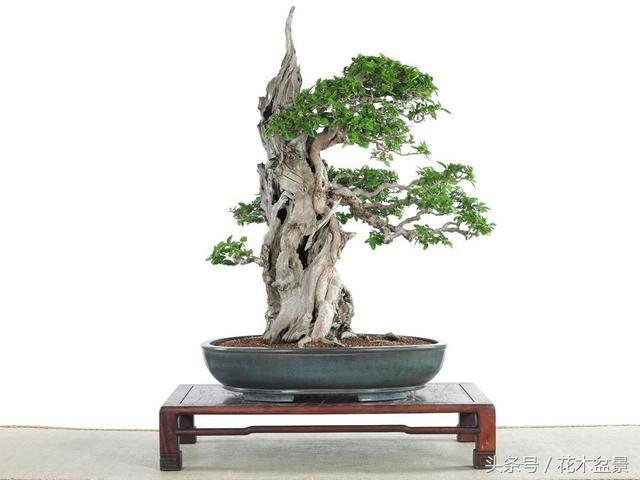 盆景的优良树种——寿娘子