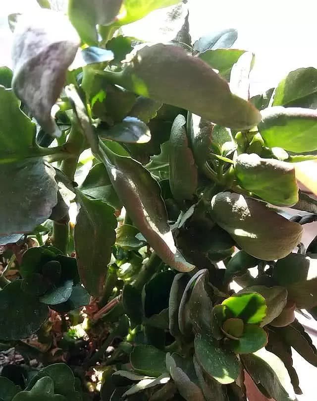 长寿花叶子又软又蔫 教你2招 根系壮 叶子绿 开花多
