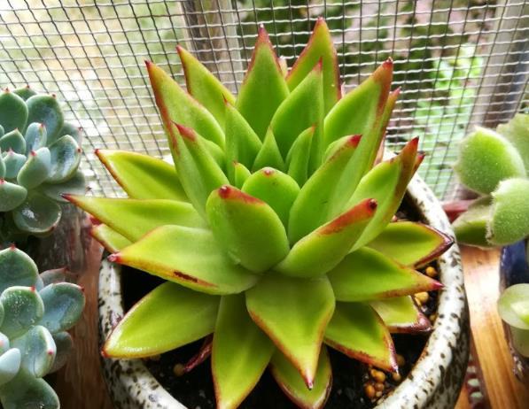 多肉植物休眠是怎样的一种状态 需不需要特别养护？