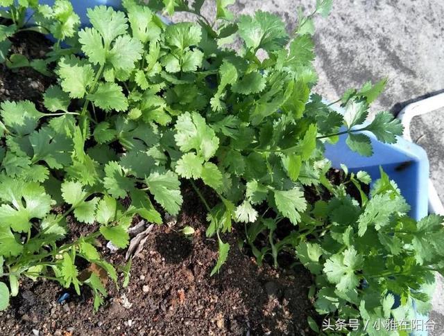 家里种香菜芹菜韭菜 一个小技巧 发芽快长势旺 越长越茂盛