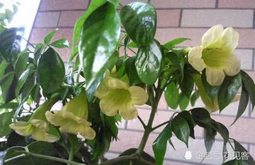 秋天养花友技巧 喷点这东西 枝粗叶绿 花猛开 比施肥还管用