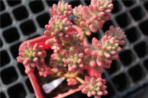 秋天养多肉植物必做的三件事 不黄叶、不烂根 侧芽爆不停