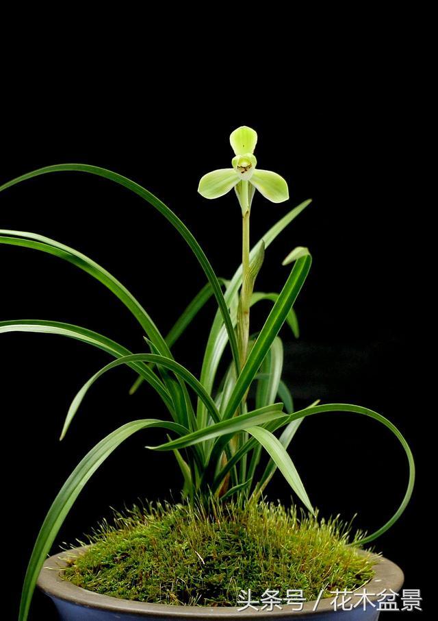 兰花的花期养护要点