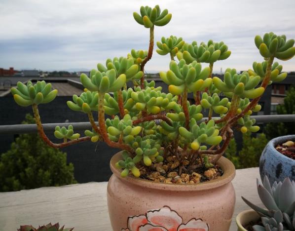 家庭养护的多肉植物怕淋雨吗?做到正确养护 越长越漂亮