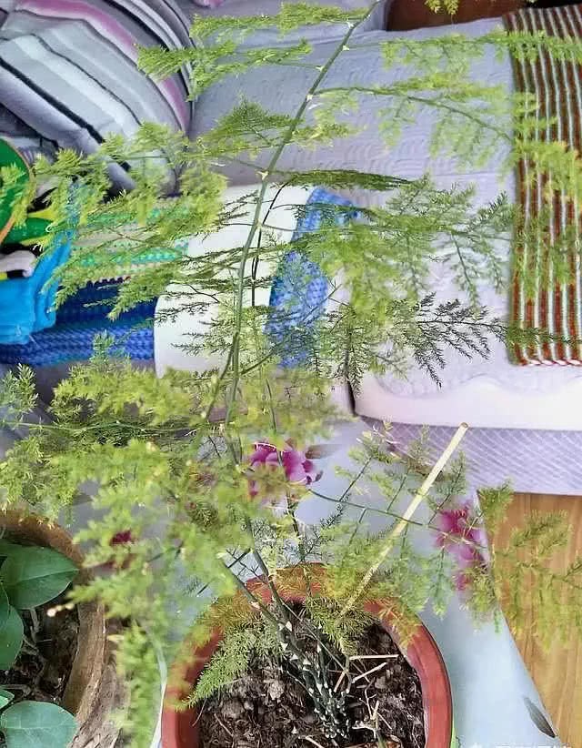 文竹黄叶要死？别扔 教你一招 新芽呼呼窜 常年绿油油