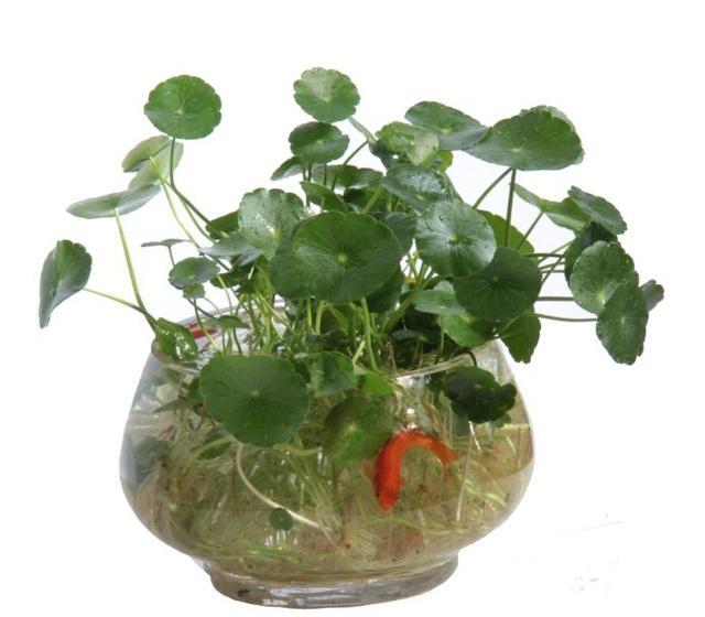 水培颜值高的绿植 赏花赏叶还能赏根