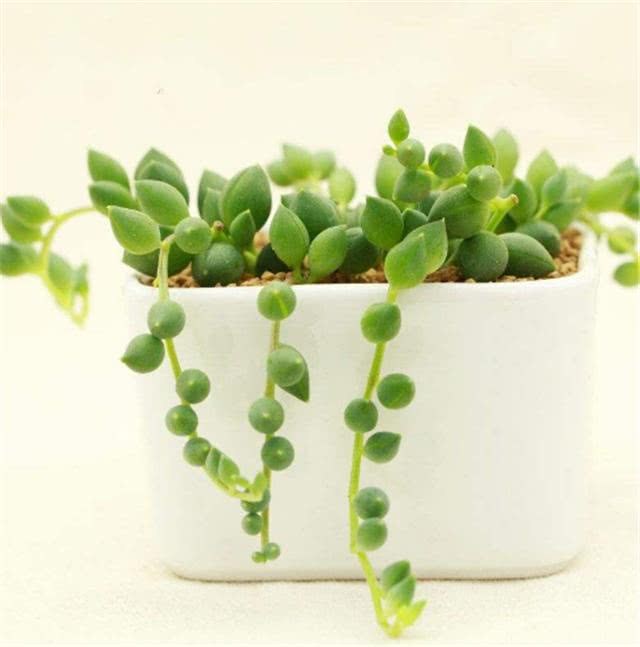 这种吊兰 好看又好养 一串串像绿珠 你没见过