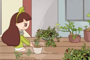 巴掌大的阳台，种这2种菜，15天吃一茬，花200块钱...