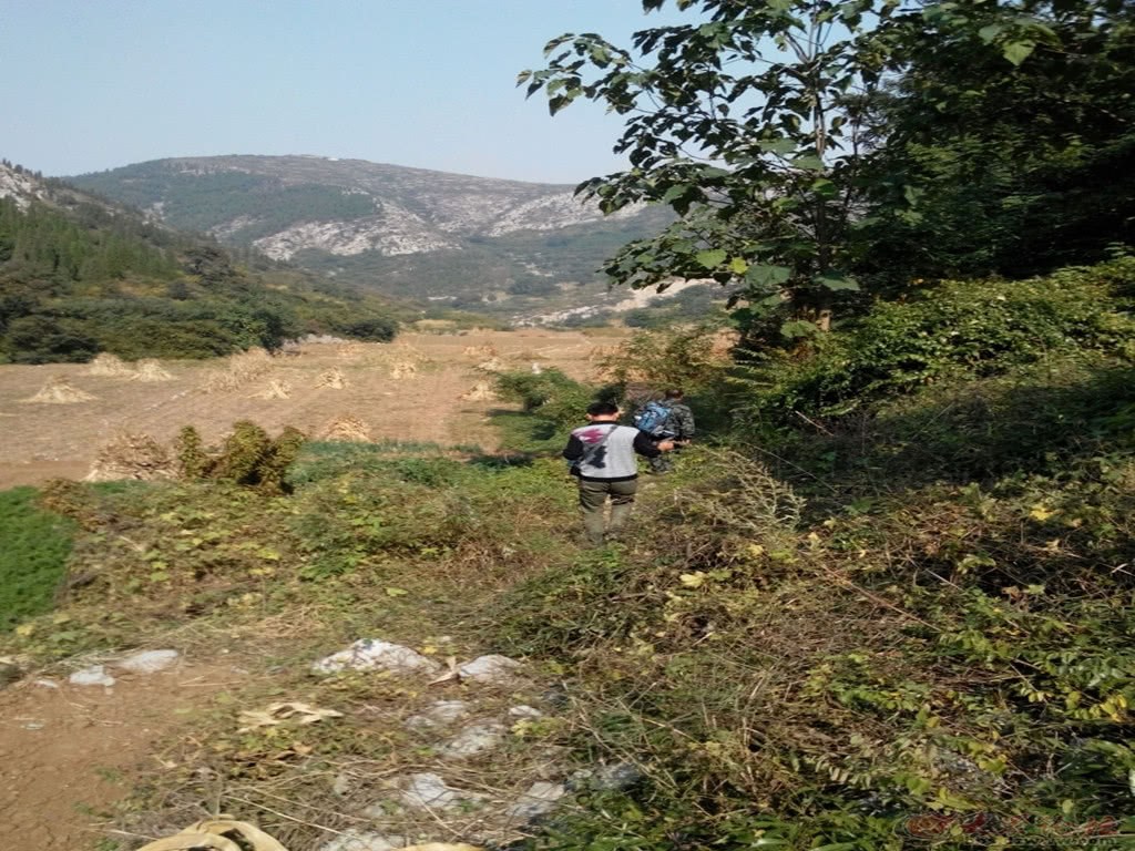 巡山巧遇百年黄杨 锯64个弹弓快速离开 三哥：小心驶得万年船