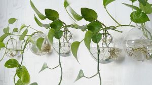 可长期养的水培植物