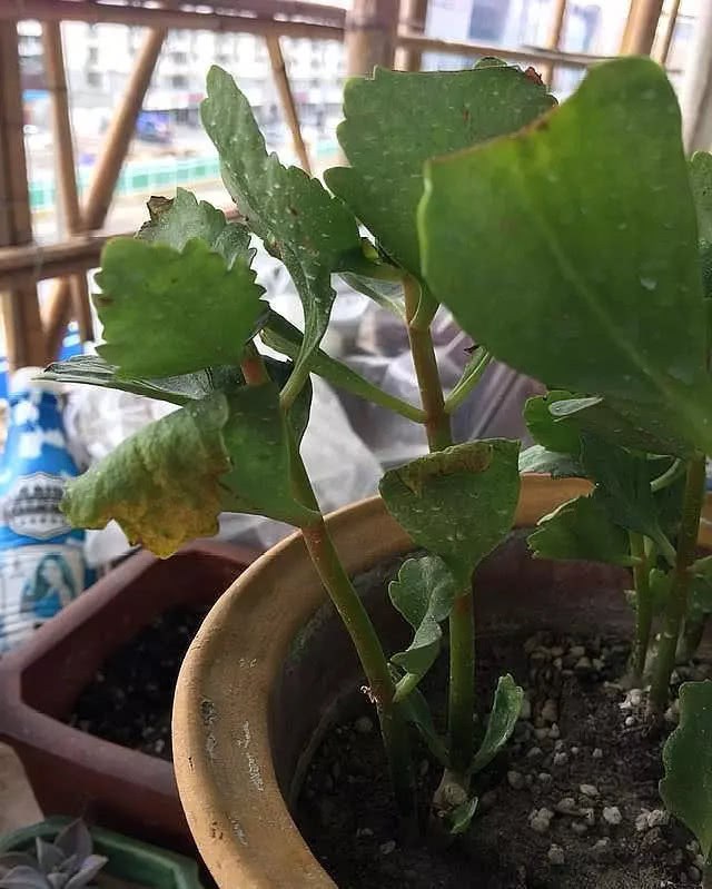 长寿花叶子又软又蔫 教你一招 快速生长 花苞多到爆