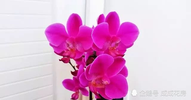 蝴蝶兰这么养才能开花 你知道吗?