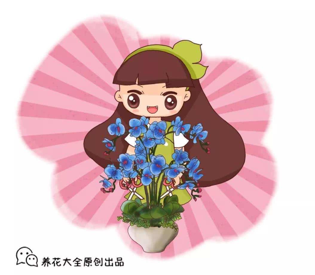 蝴蝶兰开完花就扔？教你这么养 年年冬天都能开