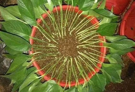 4种花 可别买了 掰下1个枝叶 丢盆里3天生根 越养越旺