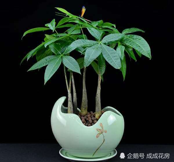 好多人都热衷这个给发财树浇水的小妙招 里面到底有什么玄机？