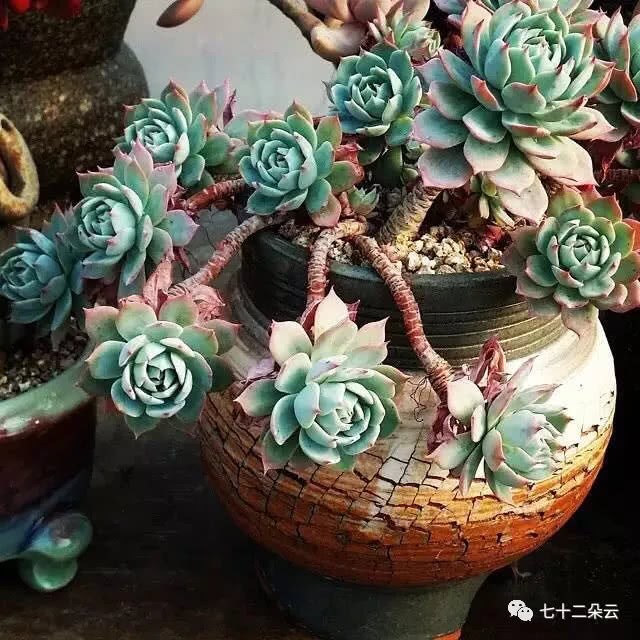 我的意中人是个盖世英雄 有一天他会划着多肉船来接我