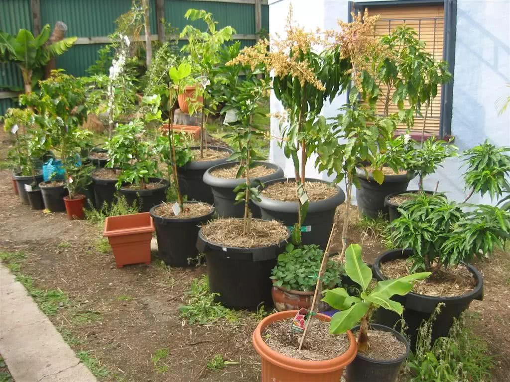 6种可以在阳台上快速生长的盆栽水果