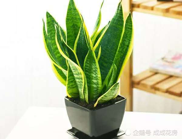 家里养虎皮兰的可注意 它的叶子是个宝 剪下一片插土里就活
