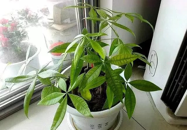 发财树出现这种黄叶 浇点硫酸亚铁 迅速绿油油 长势特别快