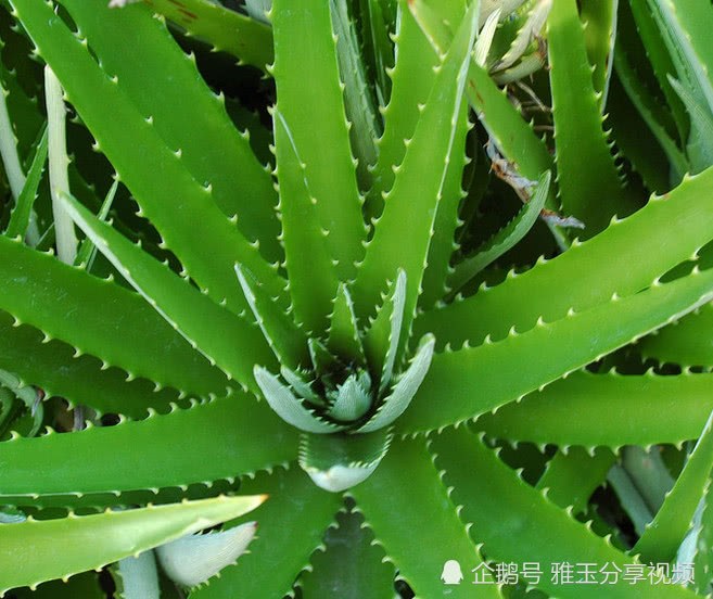 芦荟这么浇水 不烂根 不干瘪 又绿又肥新芽直冒