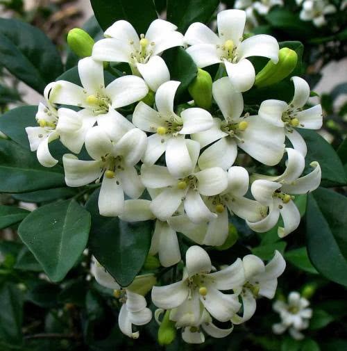 这植物可一个月不浇水 开花比茉莉还香 盆栽一盆漂亮又好养