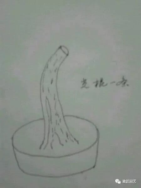 真正的傻瓜教程 终于懂什么是一级枝、二级枝、三级枝了