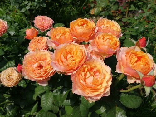 此花漂亮 仙气十足 花香怡人 花期长量大 耐热好养 适合新手