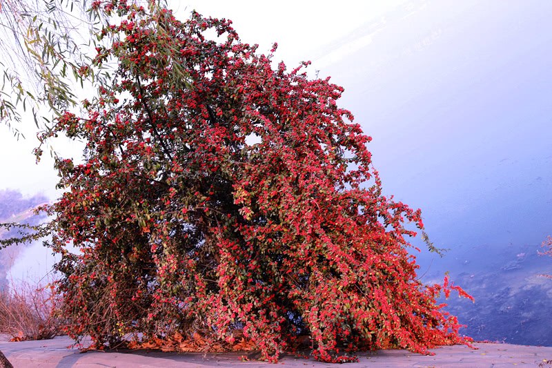 一种常见植物 盆栽可做盆景 茎叶果可以吃 珍贵价值大 漂亮