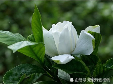 9月 王大妈用这水养栀子 花苞蹭蹭冒 邻居都来围观