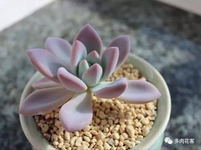 适合新手养殖 漂亮易活