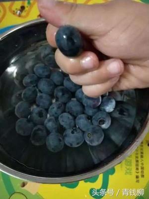 辽宁省丹东市有机蓝莓栽培技术