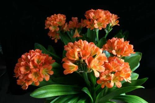 给君子兰喝点这种神仙水 花能开到来年春 叶片肥厚开花旺