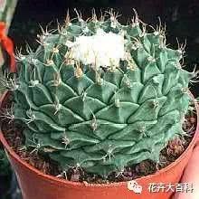 帝冠养殖方法 同样是仙人掌 谁说十八年后才会开花