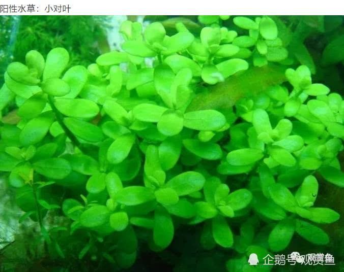 航泰水族：厉害了 水草也分公母？