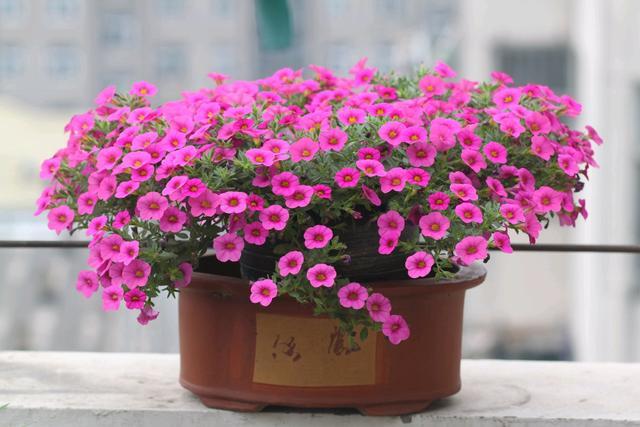 最易开爆盆的花 花期几个月 花色清新 种植容易 秋天养花选它