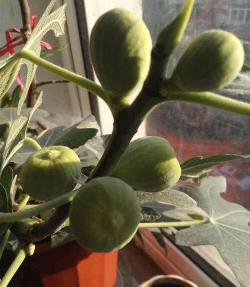 盆栽无花果秋天这样养 一个冬天都不怕 来年生长旺盛 结果特多