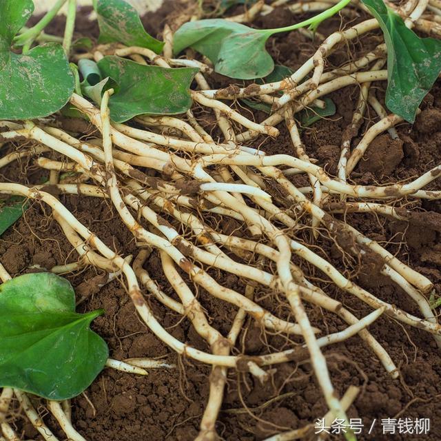 鱼腥草的特征特性及栽培技术