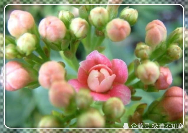 秋天过后给长寿花喂点汤水 花苞狂冒开爆盆 羡煞旁人