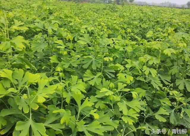 叶用银杏栽培技术