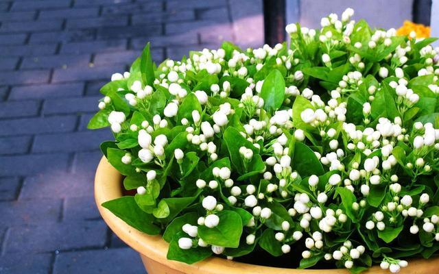 秋后这样养茉莉花 保准可以枝繁叶茂 花苞开满枝头