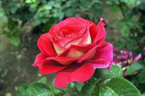 秋季扦插这3种植物 选1片叶子放盆里 蹭蹭往上长