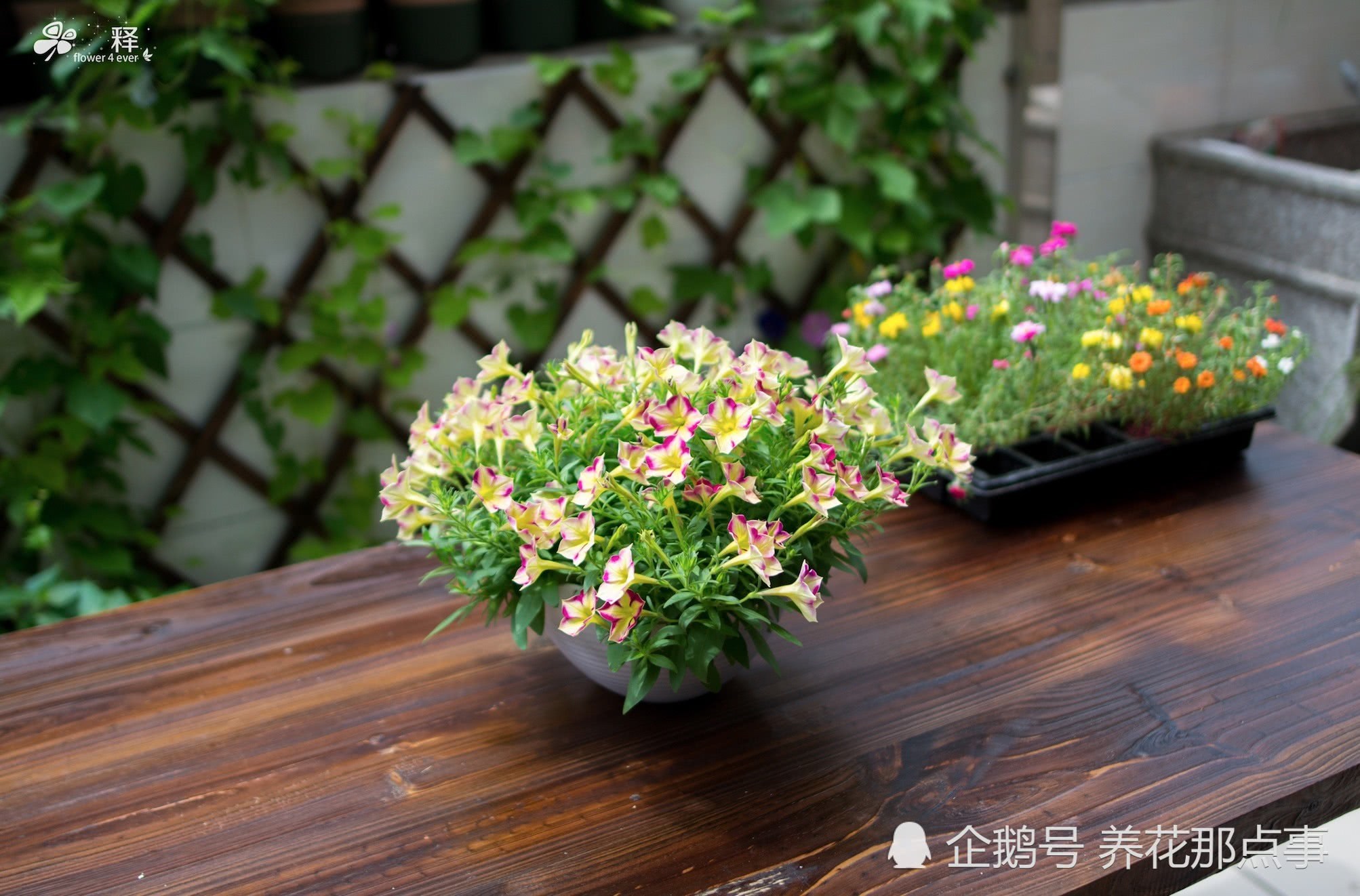 绿植盆栽技术怎么学？其实很多人都是一直被误导 从未正确