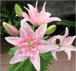 秋天种一盆这个花 只浇水就能长 开花又大又香 来年变十盆