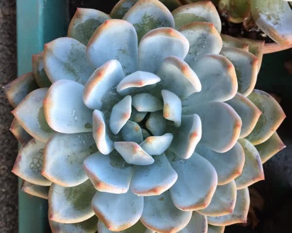 想对付多肉植物上的小飞虫?阳台放上一盏灯 虫子都不敢来