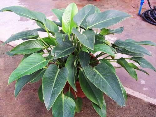 新房子养上这种植物 吸附甲醛比绿萝还强 一种就活不用管
