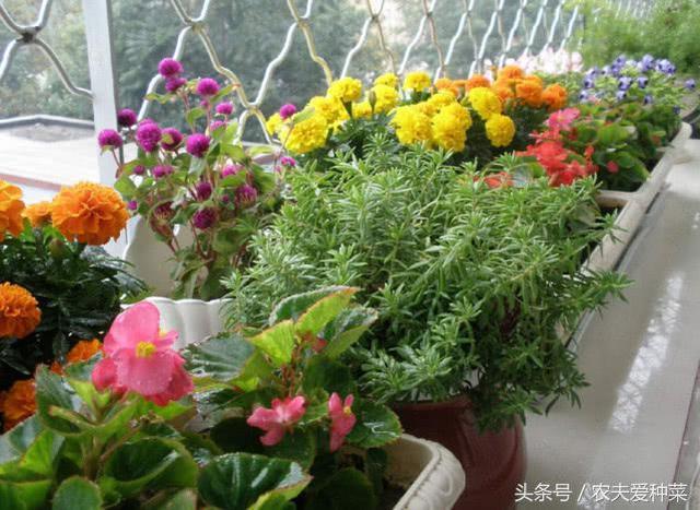 3个养花小妙招用来养花 盆栽长得绿壮开花多 不用上肥料了